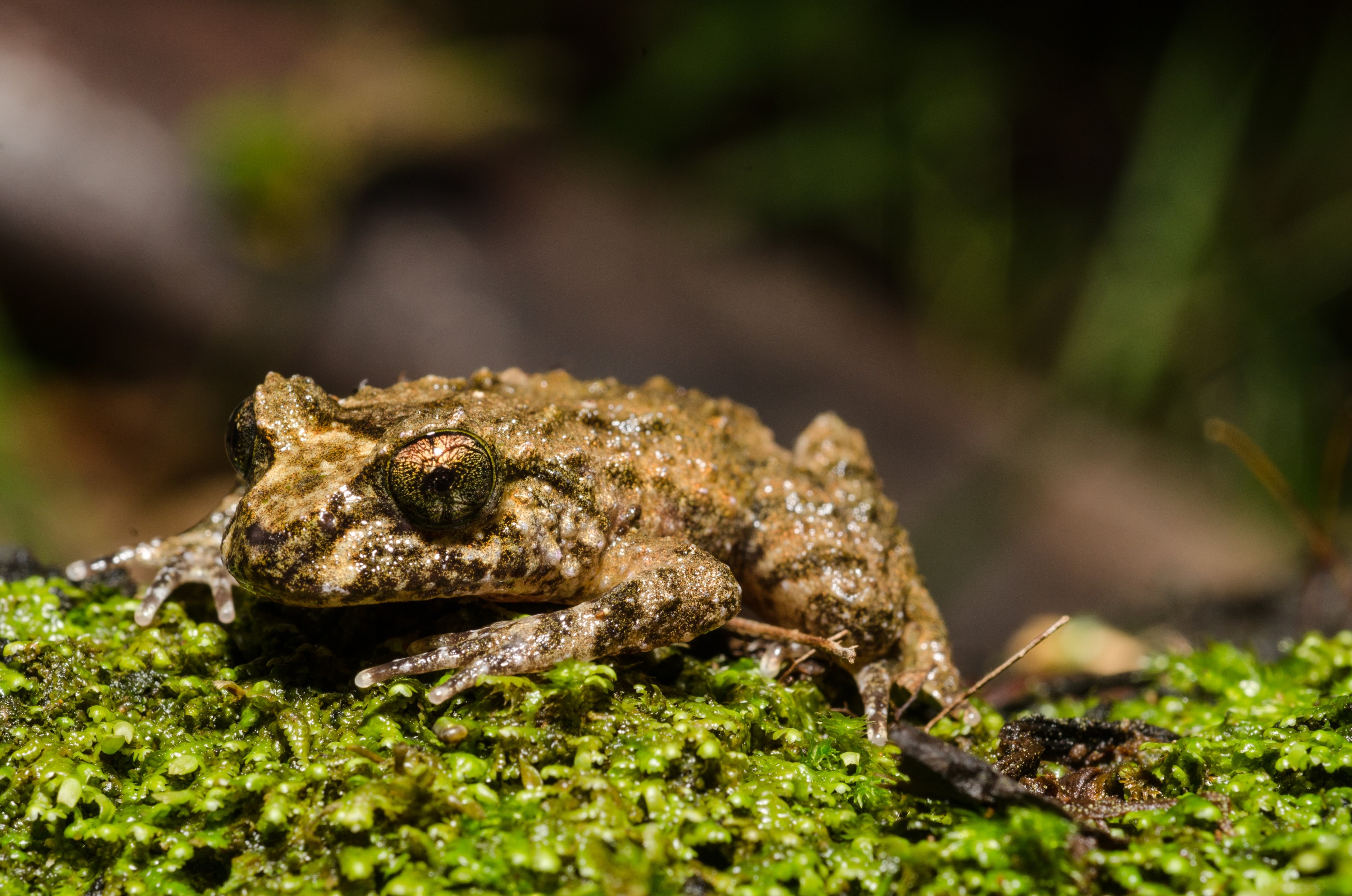 Frogs